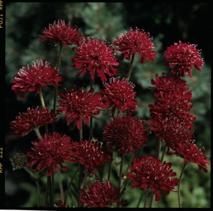 Picture of Knautia - Macedonica Red Knight